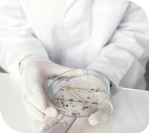 A lab technician holding a petri dish